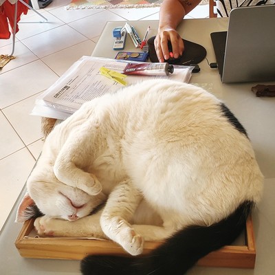 O gato Miles dormido de boca pra cima na caixa que antes era de documentos mas agora é dele