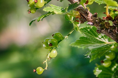 Close-up of green, unripe berries on a red currant shrub
