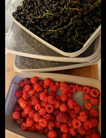 A lunchbox with freshly handpicked raspberries, and 3 lunchboxes with handpicked blackcurrants.