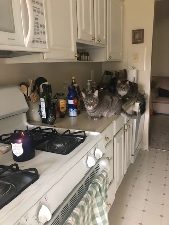 Two cats sitting in a line on the kitchen counter, a grey tabby meatloafed in front, and the longhair tabby behind him, their tails draping off the edge. They're looking ahead at a candle that is lit