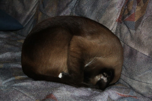 The (late) Shiva the Cat, curled up for a nap in a 'ShivaBall'