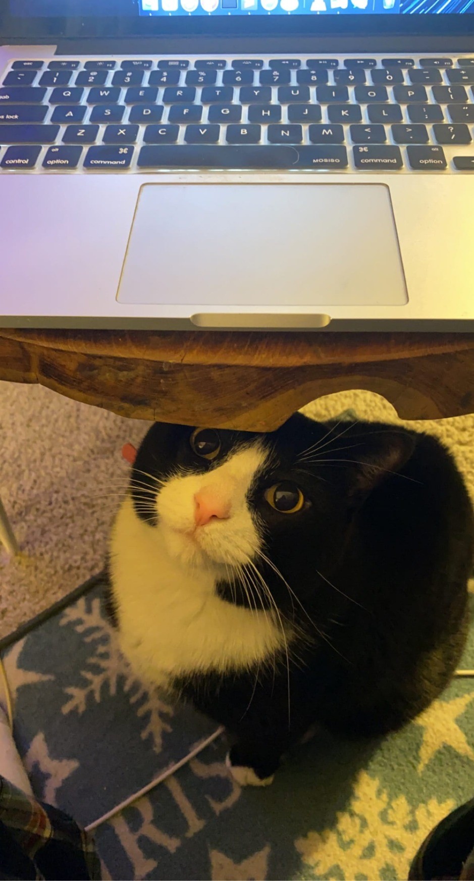 My partners cat named Tuk is watching me underneath the table my laptop is on while I'm coding on Pixelfed