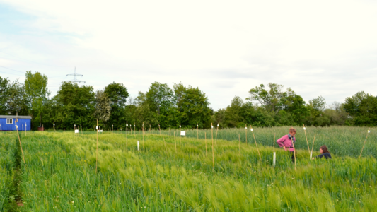Zwei Menschen stehen in einem Feld und begutachten unreifes Getreide.