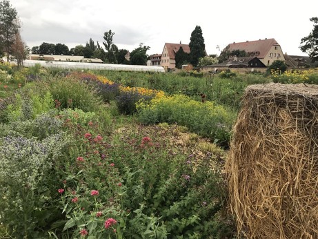 Blumen vor einem Bauernhaus des Dottenfelderhofs in Bad Vilbel