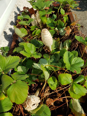 Junger Parasolpilz zwischen Erdbeeren in einem Hochbeet. 