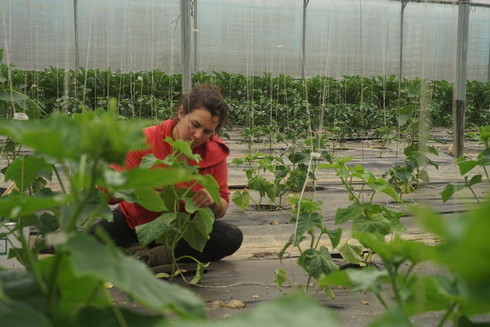 Sur une exploitation maraîchère bio. © Photo Amélie Poinssot / Mediapart