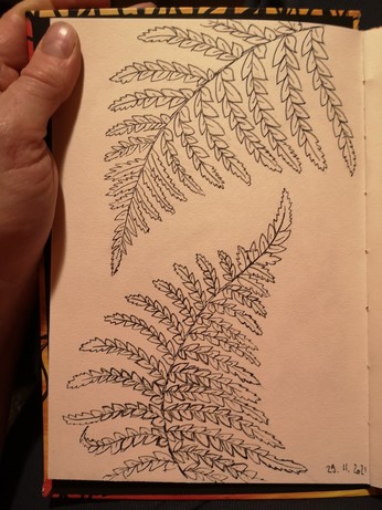 Two fronds of fern drawn with a black ink pen. One coming in from the top right, one emerging from the middle of the bottom. My Hand Holding the sketchbook open on the top left. 