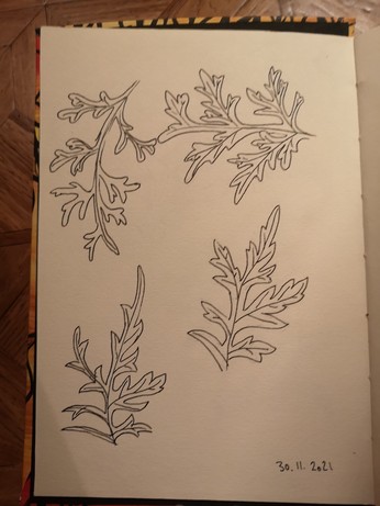 Black linedrawings of four artemisia leaves.