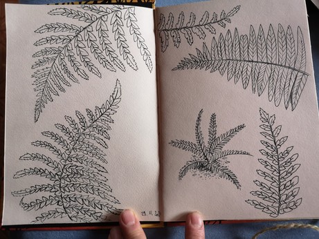Double page with multiple line drawings of fern 