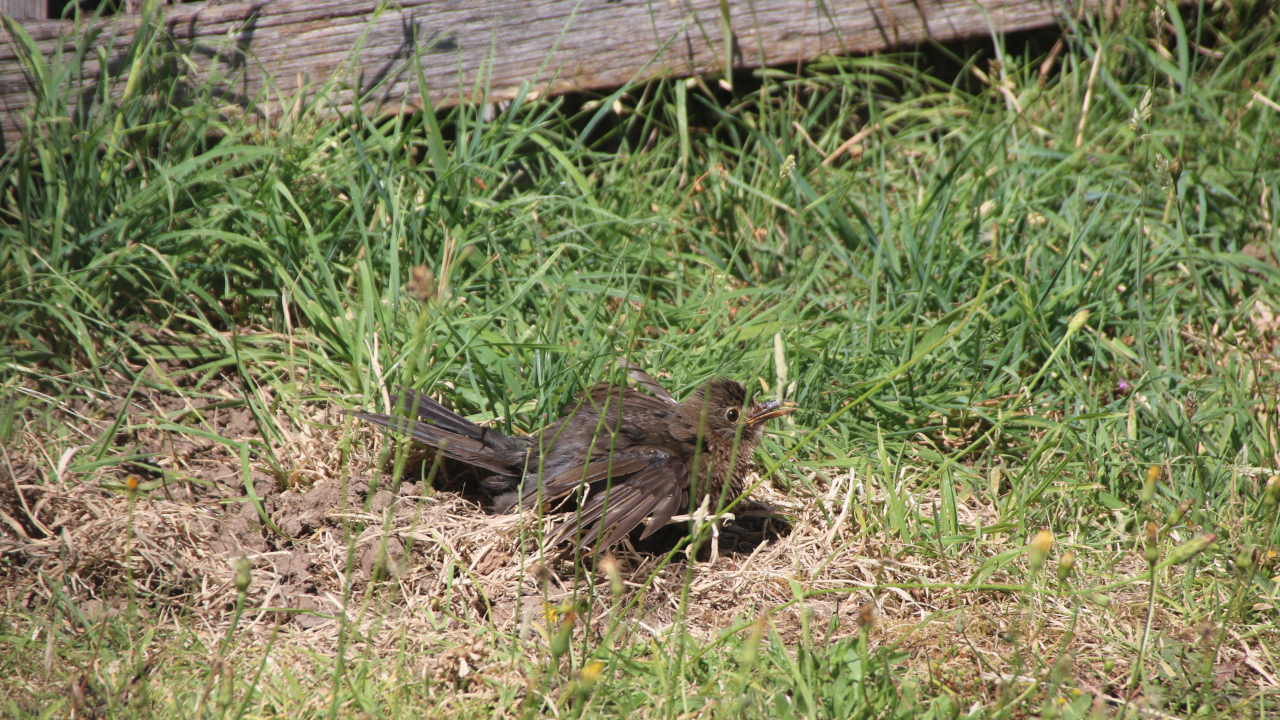 A female blackbird trying to cool down in the sun, feathers spread, beak agape