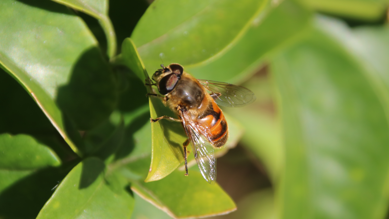 A "common drone fly" (Eristalis tenax) with orange and black banding on its abdomen