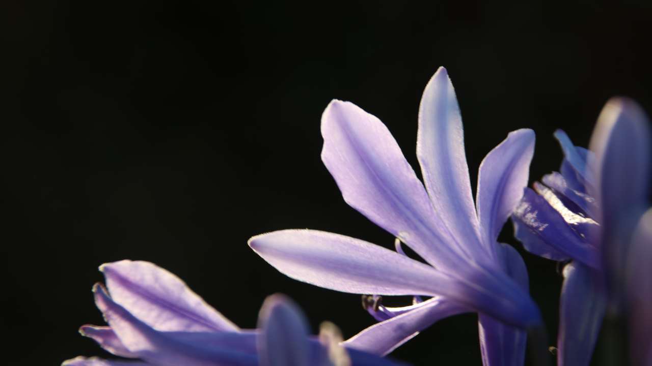 Agapanthus flowers brightly lit against a dark background