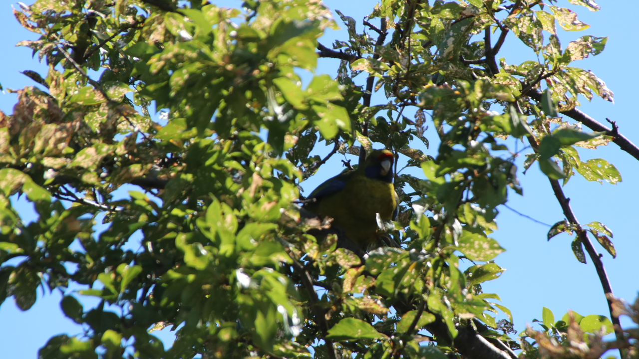 The green rosella sitting in the dappled shade at the top of a tree