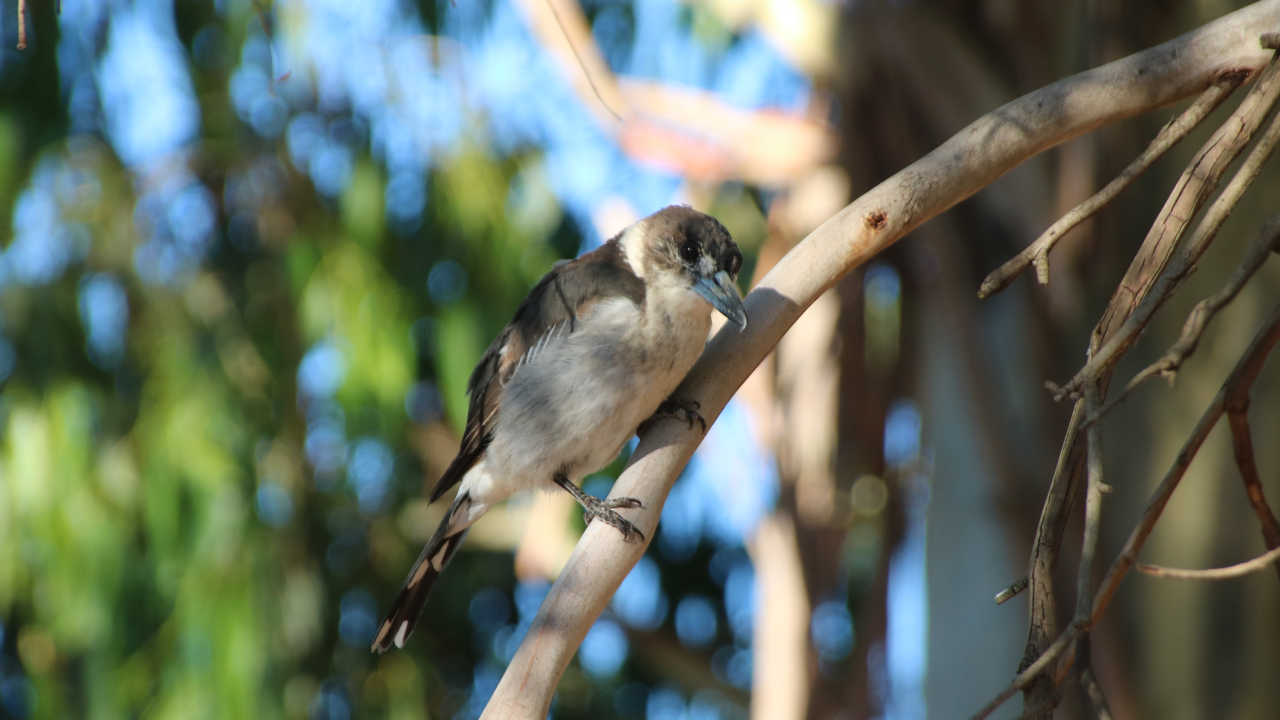 More butcherbird, more different branch