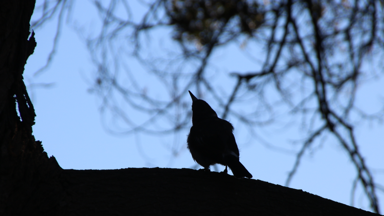 The grey butcherbird silhouetted as it prepares to leap from a branch onto the tree's trunk