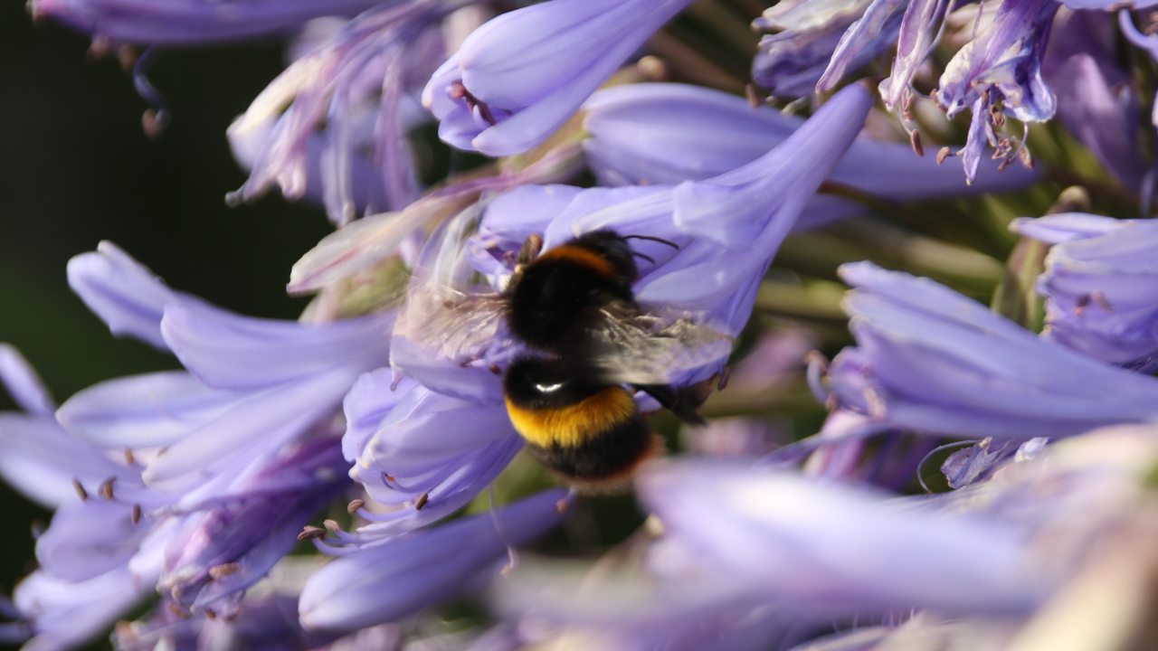 A bumblebee flying into an agapanthus flower