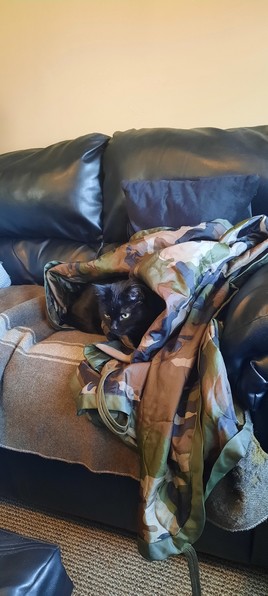 Black cat on a couch partially covered with a blanket.