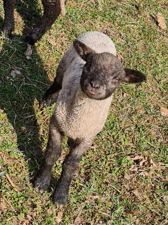 A baby lamb looking into the camera.