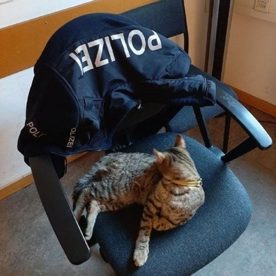 Katze auf dem Chefsessel