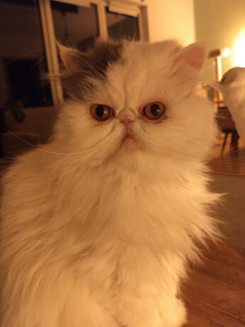 Kater Schmitzi mit ausdrucklosem Blick