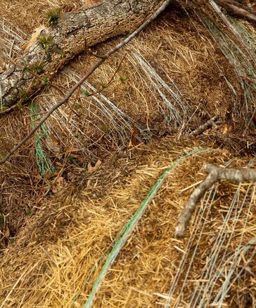 Two old hay bales pressed against each other bound in two colors of baling twine. A tree limb lies across. 