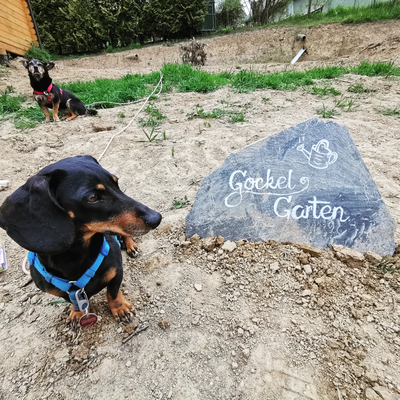 Ein Dackel guckt sich den Gockel Garten Stein an.