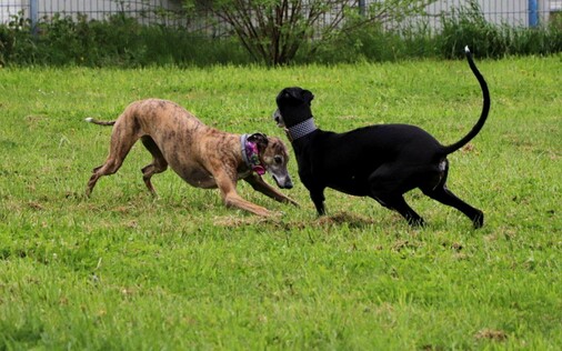 Spielende Galgos, einer schwarz weiss und einer schwarz-braun-gestromt. 