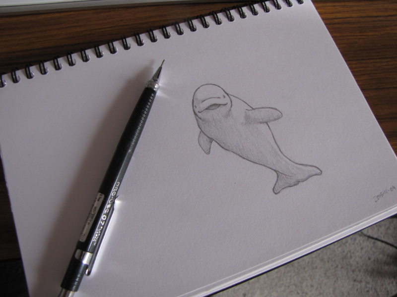 A pretty decent pencil sketch of a beluga