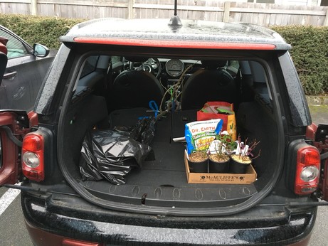 The back of 2009 Mini Clubman containing a small fruit tree and a few small potted blueberry bushes.