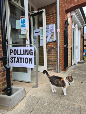 A cat at a polling station