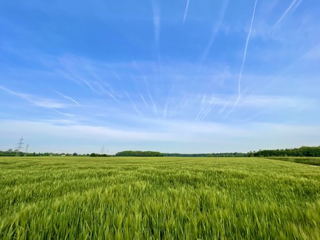 Grünes Kornfeld unter blauem Himmel