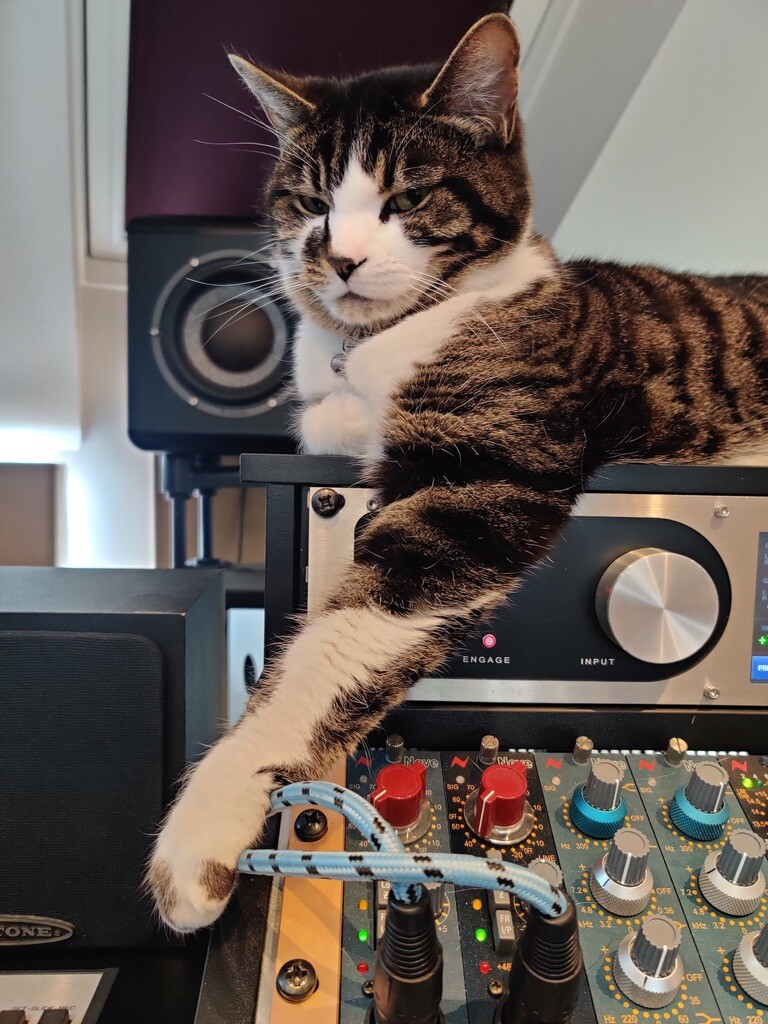 Patch the studio cat lies sprawled out ontop of a nice warm Mastering Limiter