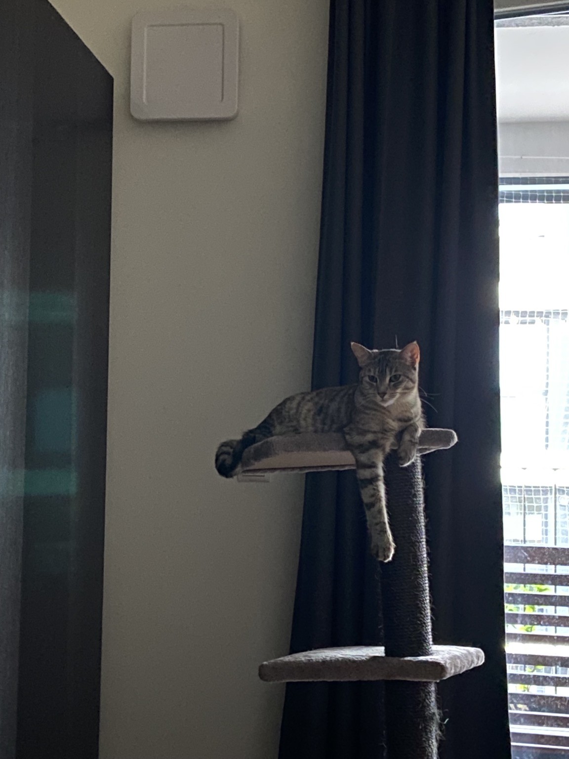 Cat sitting on a perch