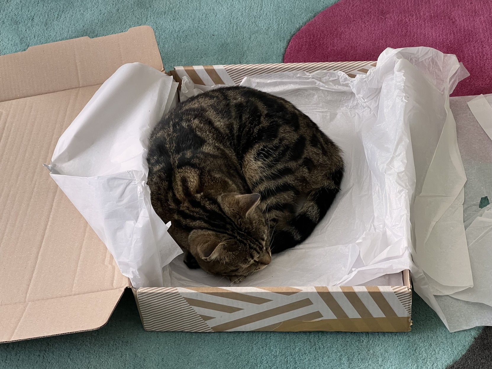 Cat rolled in a box