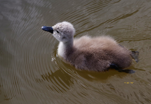 Ein Jung-Schwan schwimmt im Wasser