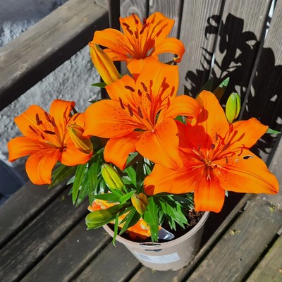 A Lily plant growing in a pot. It has shiny green leaves and at the top of the stems are several flower buds. Four of these are fully opened. They are a vibrant orange colour with the orange darkening towards the centre of each flower. The stamens are topped with bronze pollen.