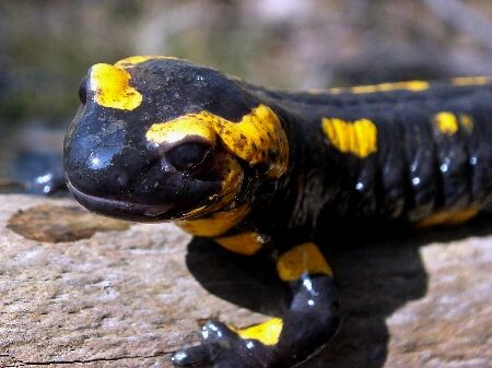 Kopfportrait eines Feuersalamanders