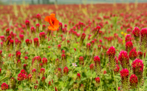Ein Feld mit roten Kleeblüten