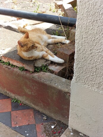 Ginger and whit cat sprawled on a raised bit of paving
