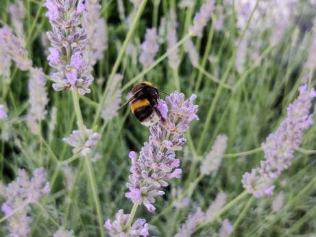In der Bildmitte befindet sich eine Hummel, welche auf einer Lavendelblüte sitzt. Ringsherum und im Hintergrund befinden sich zahlreiche weitere Blüten.