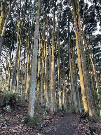 A stand of trees in the late afternoon light
