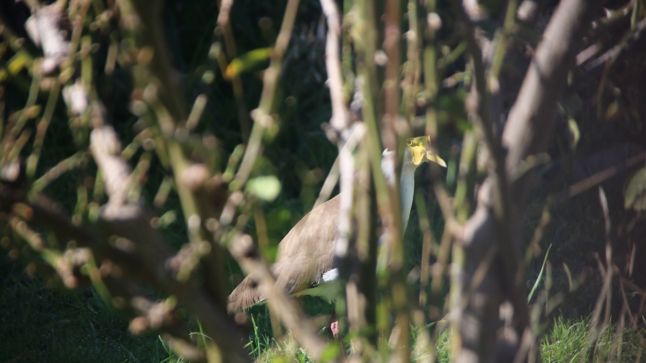 A masked lapwing seen through the branches of a rose bush