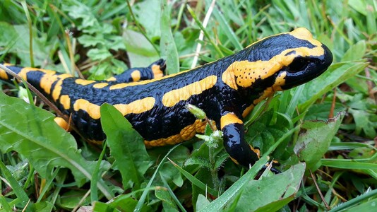 Das Foto zeigt einen adulten schwarz-gelben Feuersalamander.