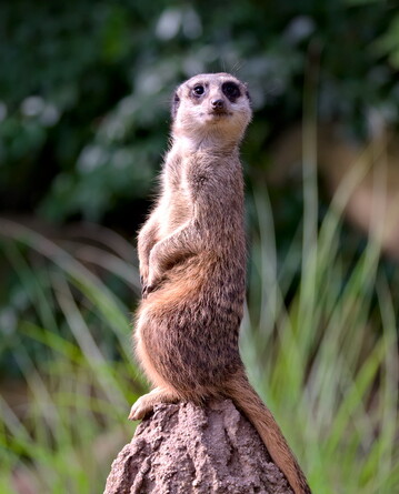 ein Erdmännchen sitzt auf einem Hügel und schaut zur Kamera