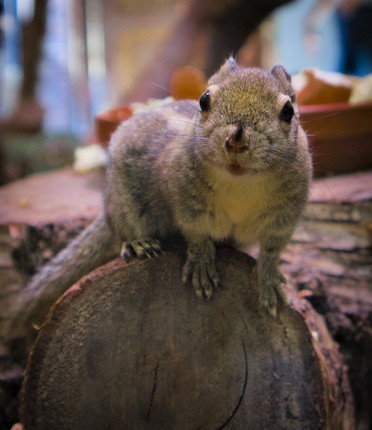 ein kleines Nagetier sitzt auf einem Baumstamm und schaut in die Kamera