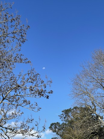 A picture of the moon in a bright blue sky, surrounded by tree branches