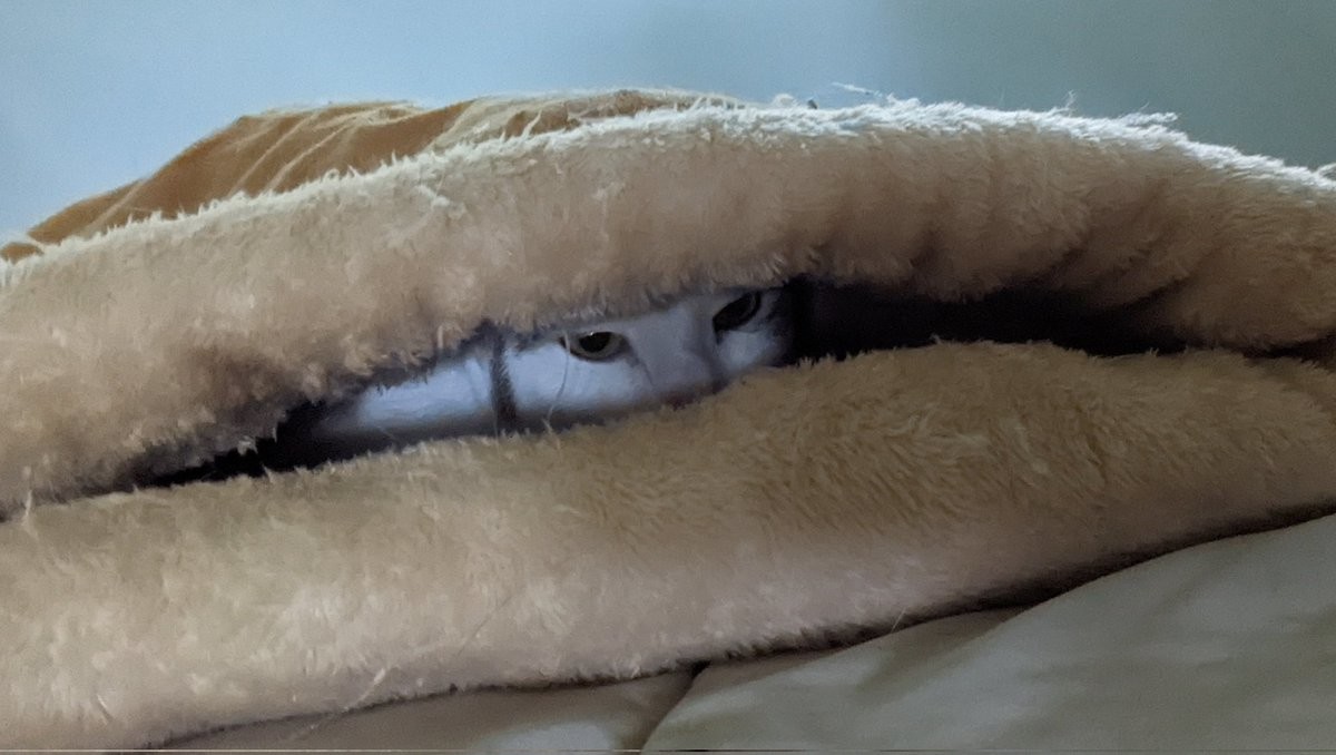 Ruthie, a white and grey tabby shorthair cat, lies peeking out of a brown sleeping bag style bed. Only her eyes and a little of her face are visible