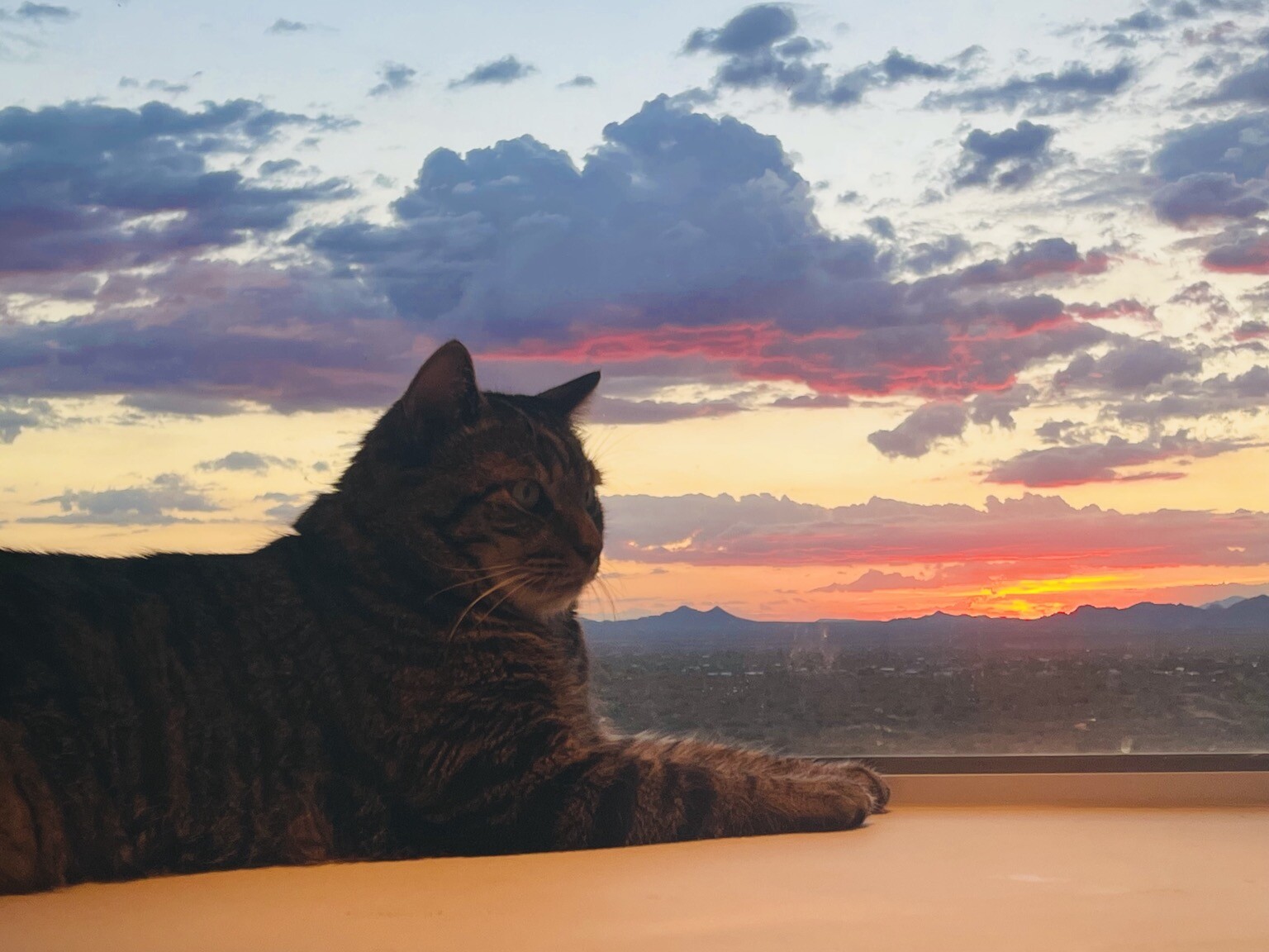 Cat sitting in window with desert sunset in pastel and neon colors in background