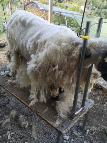 Half way through. A sheep standing on the shearing stand. Her back and side is done, wool hanging off her sides.