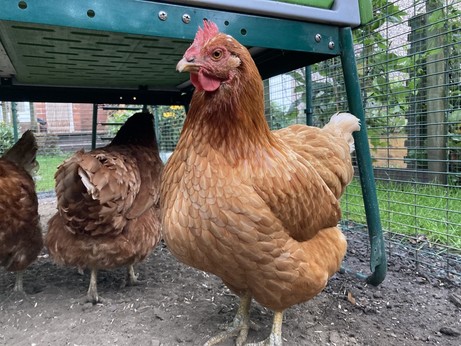 A beautiful fully feathered golden orange hen with a small comb stands proud on a bare earth ground just under her coop, two of her darker feathered sisters are in the background. 